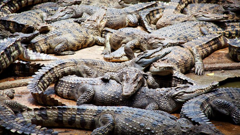 Trag&eacute;dia v zoo m&aacute; nečakan&eacute; rozuzlenie: Chlapca hodil do v&yacute;behu s krokod&iacute;lmi muž s postihnut&iacute;m. K&yacute;m &uacute;točil, jeho opatrovatelia sa zab&aacute;vali na mobiloch