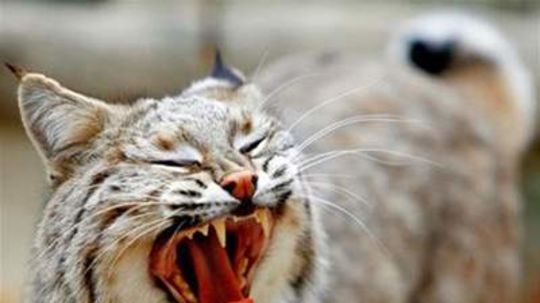 Návrat kúska divočiny. V Anglicku po storočí vypustia mačky