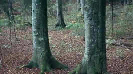 Po siedmich rokoch vzniesli obvinenie v prípade vraždy dievčaťa