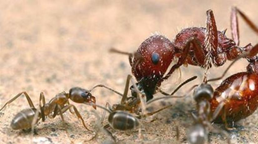 Argentínske mravce zaútočia aj na väčšie druhy.