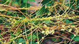 Sporný pesticíd glyfosát zostane na trhu ešte päť rokov