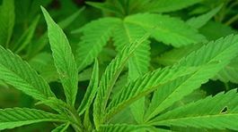 Konflikt v Sýrii je pre nás zlatá baňa, hovoria libanonskí pestovatelia hašiša