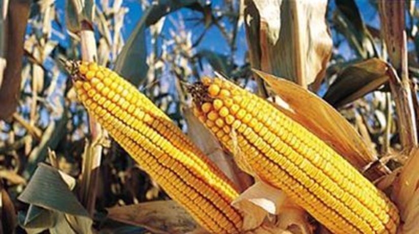 GMO kukurica