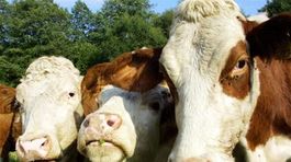 Turistka, ktorú usmrtili kravy, nesie časť viny, rozhodol rakúsky súd