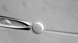 'Otec' klonovanej ovce Dolly oslavuje sedemdesiatku