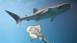 Tichomorské súostrovie Palau je rajom chránených žralokov