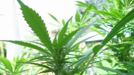  V Uruguaji sa začal legálny predaj marihuany vo vybraných lekárňach