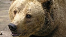 Cyklistov na Maline Brde prekvapil medveď. Na stretnutie s ním nezabudnú