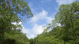 Brazília začala predávať amazonský prales, chce obmedziť nelegálnu ťažbu