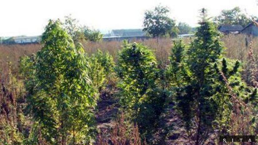 Marihuana na záhrade