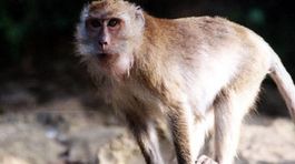 Opice vedia riešiť jednoduché matematické úlohy