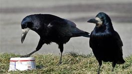 Horor v Poľsku? Vroclavská univerzita varuje: Pozor! Vtáky útočia!