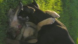 Psie zápasy budú trestný čin