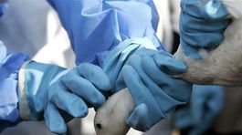 Na kačacej farme v Holandsku objavili prípad vtáčej chrípky