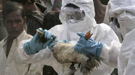 Na severe Maďarska sa objavila vtáčia chrípka, utratia vyše 53 000 moriek