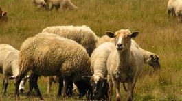 Karanténa? Takto ju obchádzajú niektorí 'kreatívci'