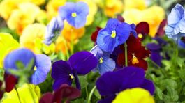 Pele už lietajú vzduchom - ako sa im ubrániť?