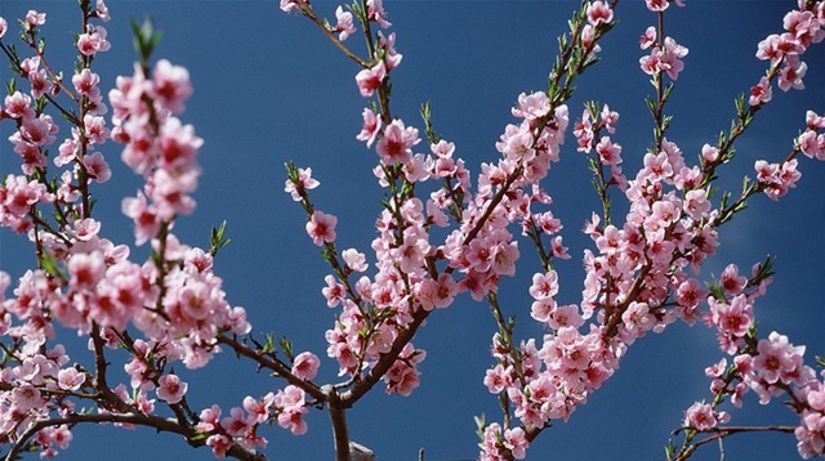 jar - strom - kvety - kvitnúť