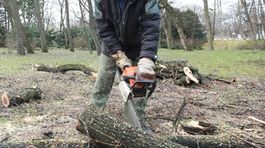 Starostovia žiadajú zastavenie výrubu v lesoch v okolí Bratislavy