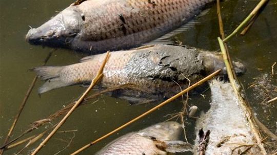 Na českej strane rieky Odra hynú ryby, príčina nie je známa
