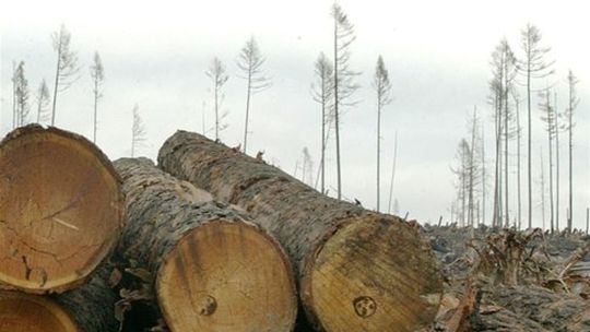 Štát lacno predá kalamitné drevo chudobnejším