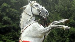 Lipicanský kôň