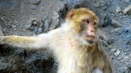 Makaky uprednostňujú demokraciu väčšiny