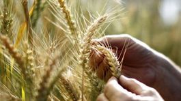 Argentína ako prvá krajina schválila pestovanie a konzumáciu GMO pšenice