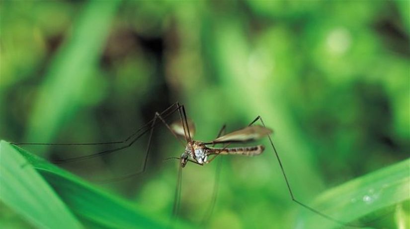 komár, hmyz, malária