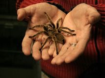 pavúk, tarantula, hmyz