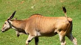 Po pití odpadovej vody zahynulo v indickej zoo 32 antilop