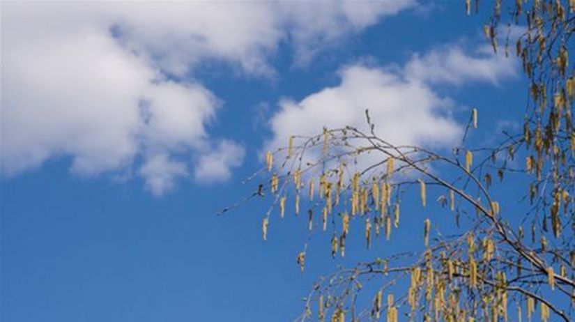 jar - alergie - breza - konár so súkvetiami