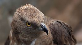 Chránených sokolov a myšiakov niekto otrávil