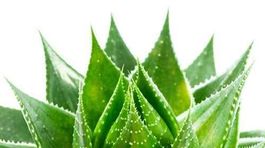 Päť kvetov, ktoré sa perfektne hodia do spálne!