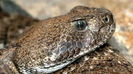 Pastor v USA, ktorý používal v kostole hady, zomrel po uštipnutí