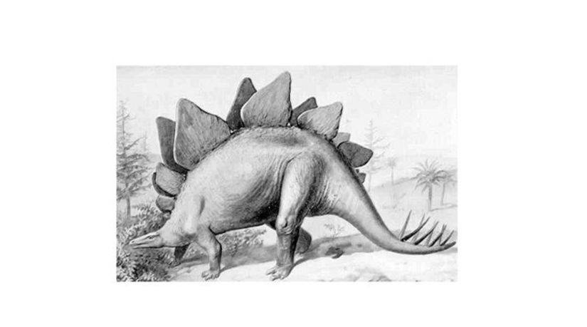 Stegostaurus, dinosaurus