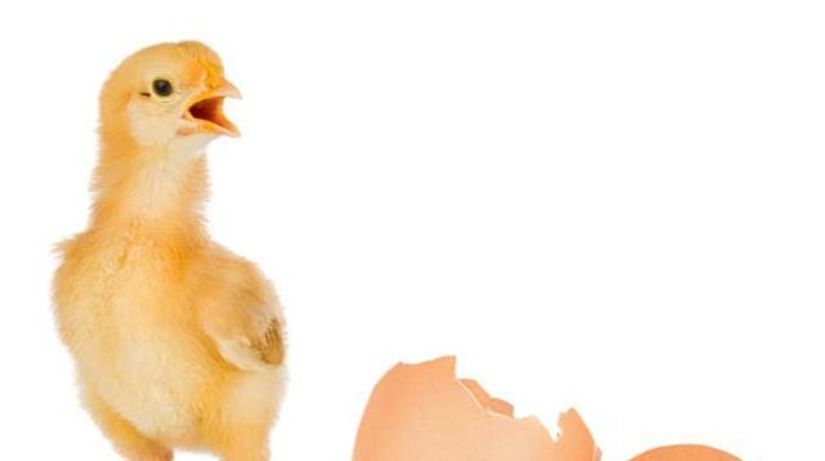 ilustračné foto vajce sliepka vajcia