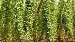 Kriesenie chmeľu: zostali štyria mohykáni