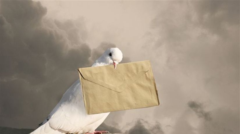 poštový holub