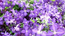 Aromaterapia je liečba tela a duše - vôňou