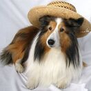 sheltie