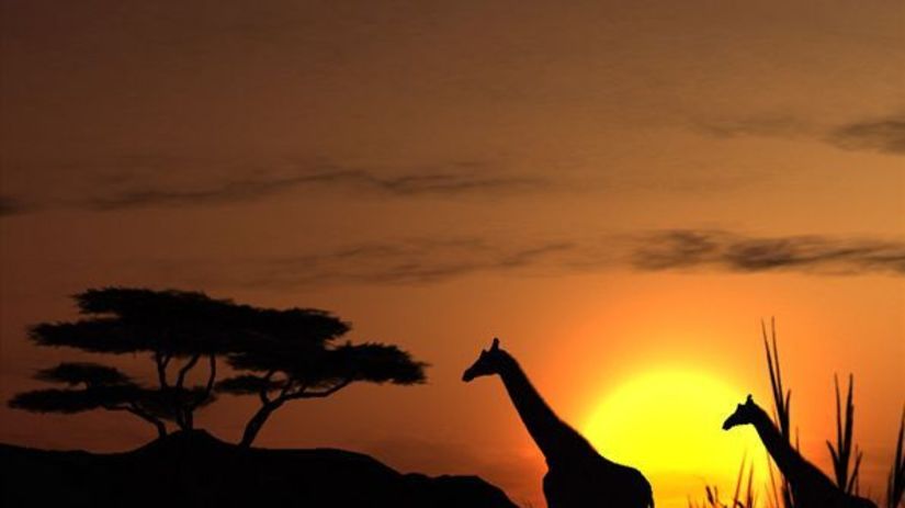 Afrika, žirafa