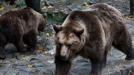 Medvede v Tatrách začali vyliezať zo svojich úkrytov. Po zime sú hladné