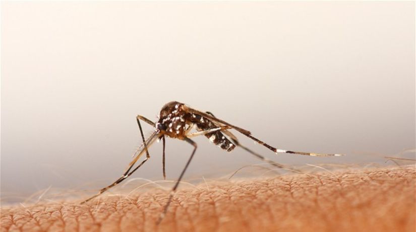 Komáre - pokožka - vírus