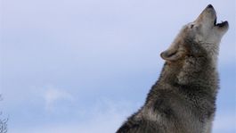 Nemecko ovládol strach z predátorov. Ľudia sa boja útokov vlkov, sú ozaj nebezpečné?