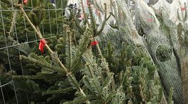 Belgicko príde kvôli suchu o vianočné stromčeky