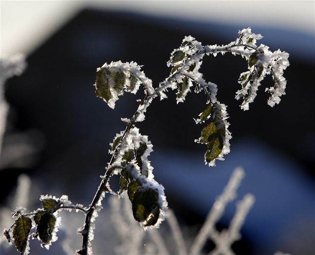Mrazom pokrytá tráva v ruskej oblasti...