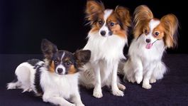 150 minút pohybu týždenne? Takto to hravo zvládnete! 