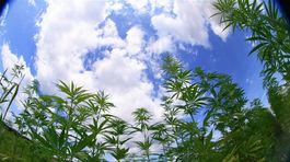Cannabidiol sa má od mája vyradiť zo zoznamu psychotropných látok