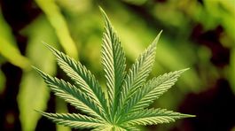 Obyvatelia Colorada schválili v referende zdanenie marihuany